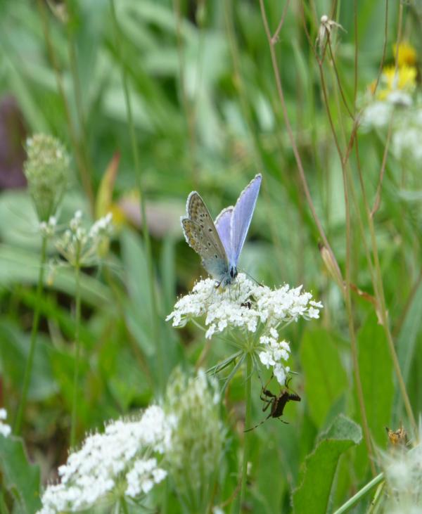 ffleur et insecte