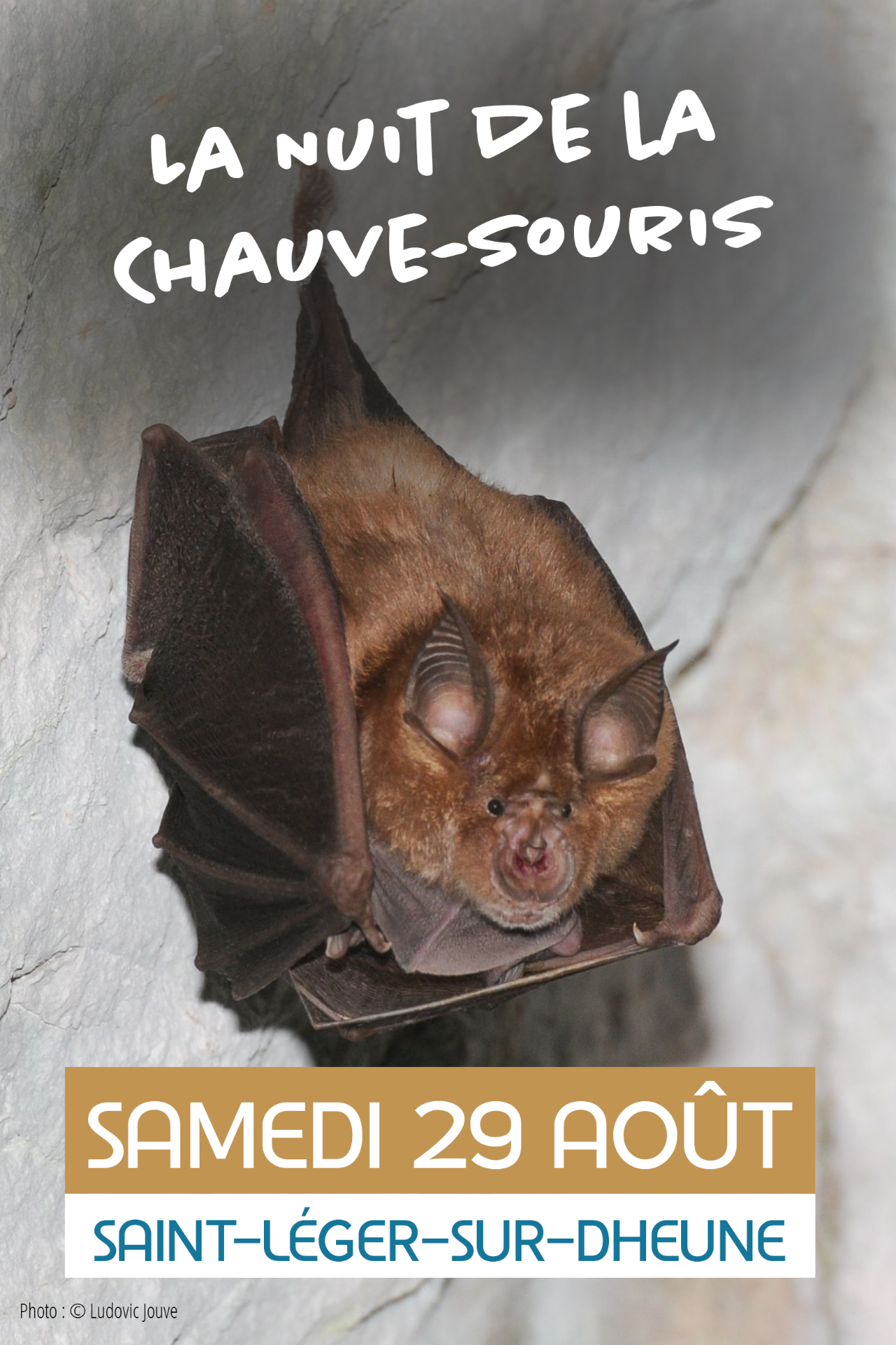Nuit chauve souris